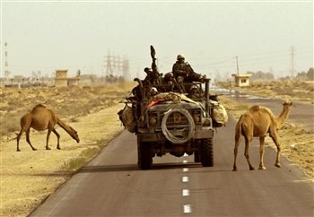 camel crossing